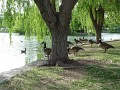 Geese (11)
